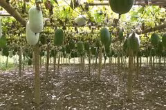Fragrant squash - the crop helps farmers at Ba Be district out of poverty