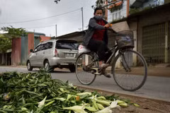 Hanoi: Farmers in Tay Tuu flower village face hardship in COVID-19 pandemic