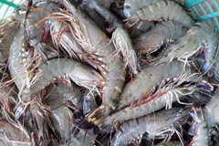 Shrimp - The top export product of Vietnam's agricultural sector