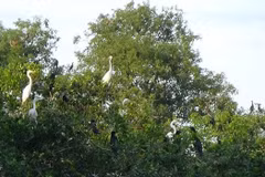 Ecotourism a means to sustain Ca Mau’s bird parks