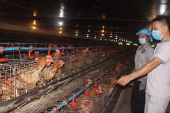 Bac Giang works to raise values of livestock products