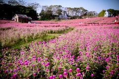 First field of globe amaranth in Hanoi draws visitors