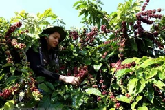 Domestic coffee exporters expect a promising year