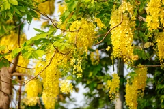 Golden shower blossom marks summer arrival in Hanoi