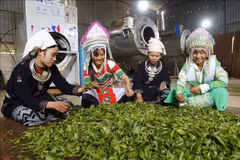 Remarkable progress seen in farming in ethnic minority-inhabited, remote areas