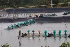 Tien Giang to expand aquatic farming area to over 10,500 ha