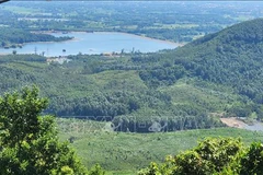 Forestry production value targeted to grow 5.5% annually in next five years