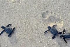 Protecting sea turtles on Con Dao Island
