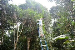 Quang Tri: Efforts to promote and preserve ancient tea gardens