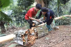Cinnamon growing helps reduce poverty in Yen Bai province