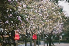 Spring atmosphere makes Hanoi vibrant
