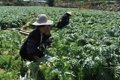 Sustainable development of medicinal plants in Lao Cai