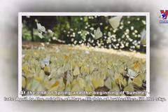 Cuc Phuong named Asia’s leading national park