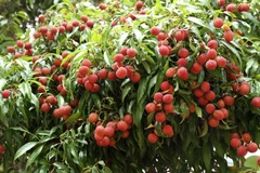 Ensuring standards, quality in exports of Luc Ngan “thieu” litchi to Japan