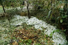 Hail causes damage in Dien Bien province