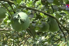 Vietnam to export first batch of fresh pomelo to US