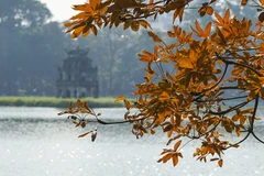Tree at Hoan Kiem Lake turns orange