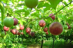Dak Lak prepares for export of passion fruit to China