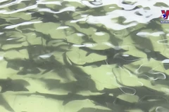 Bac Kan boosting cold water fish farming combined with tourism