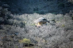 Moc Chau Plateau blooms in early Spring