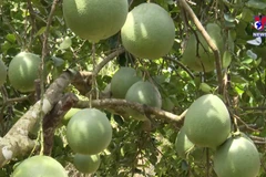 Opportunities for Vietnamese pomelo to enter more markets