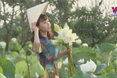 Hanoians enchanted by white lotus flowers
