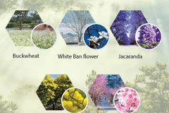 Da Lat flower festival