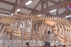 Two 300-year-old whale skeletons on Ly Son Island restored