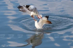 Photos of endemic birds in Vietnam on display