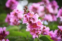 Purple crepe myrtle trees bloom along Hanoi streets