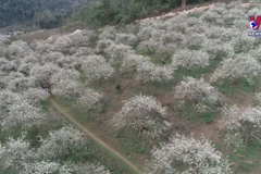 Early plum blossoms on Moc Chau plateau wow visitors
