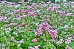 Buckwheat flower fields : can-not-miss check-in hotspots in Ha Giang 