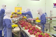 Vietnam’s economy records decade-low H1 growth