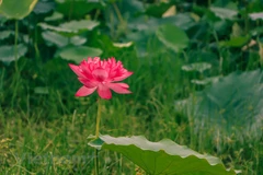 Lotus tea - a special gift from Hanoi