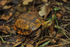 Cuc Phuong park home to rare turtles