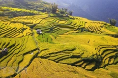 Season of ripening rice in Y Ty commune