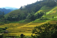 Ha Giang promotes beauty of Hoang Su Phi terraced fields online