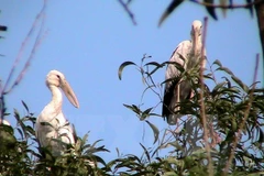 Endangered openbill storks migrate to Dien Bien 