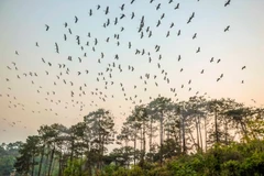 Dien Bien intensifies protection of migrant openbill storks 