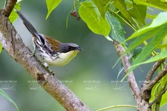 Management board of Lang Biang Reserve established