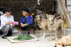 Vietnam responses to animal health and zoonoses 