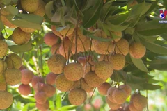 Digital transformation promoting consumption of Bac Giang lychees
