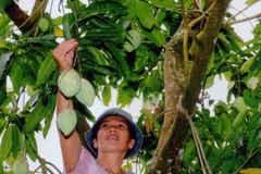 Fruit farmers encouraged to apply GAP standards 