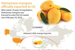 Mangoes officially exported to US