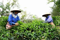 Tea exports up 15.4 percent in Q1