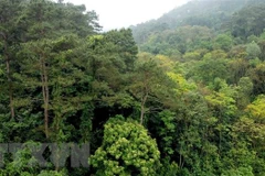 Vinh Phuc works to increase forest growing area