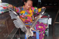 Caged life kills species in Vietnam’s Red Data Book