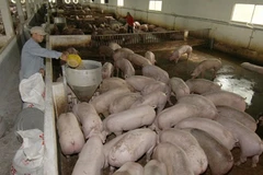  Livestock sector must restructure 
