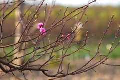 Early Tet atmosphere at Nhat Tan flower village