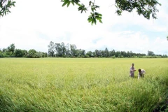 FAO pledges to work with Vietnam on poverty reduction